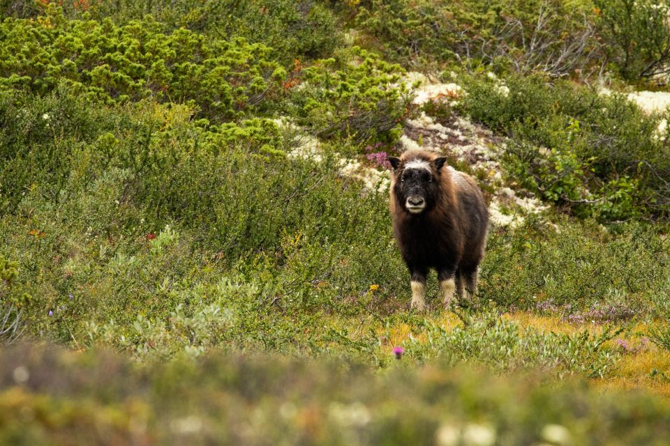 Dovrefjell National Park: Hiking Tour and Musk Ox Safari - Booking Information