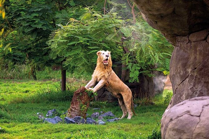 Dubai Safari Park - Animal Encounters and Feeding