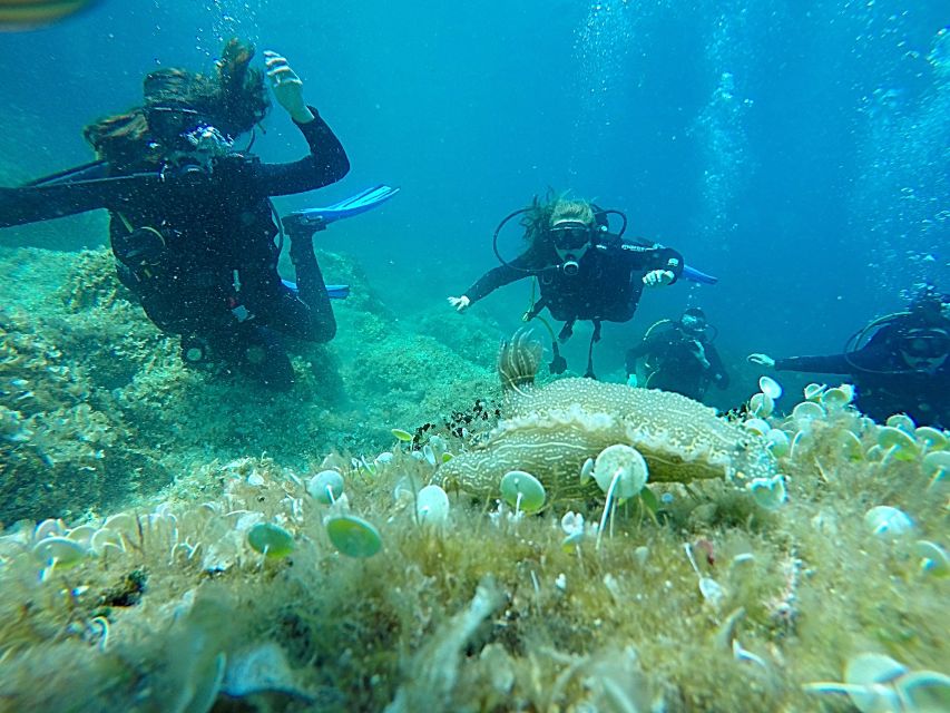 Dubrovnik: 1-Day Discover Scuba Diving Course - Experience Highlights