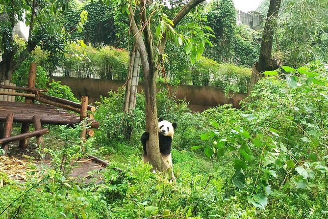 Dujiangyan Panda Base Volunteer Tour - Common questions