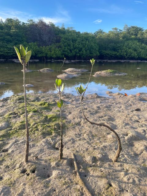 Ecotourism: Mangrove Reforestation & Tour - Conservation and Restoration Focus