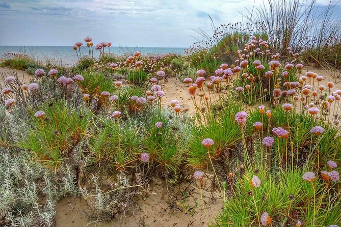 El Rocio, Donana Natural Park and Matalascanas Beach Day Trip From Seville - Booking and Pricing