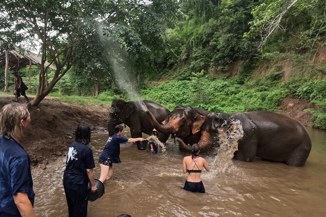 Elephant Care Program at Chiangmai Elephant Care - Cancellation Policy