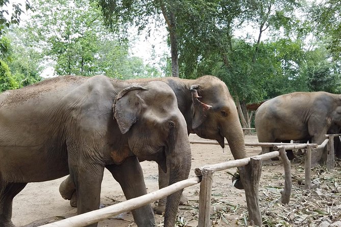 Elephant Haven Kanchanaburi With Private Transfer From Bangkok - Last Words