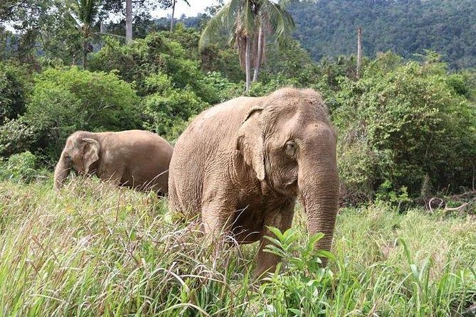 Elephant Nature Care, the Largest Elephant Sanctuary on Koh Samui - Impact and Mission of Elephant Nature Care