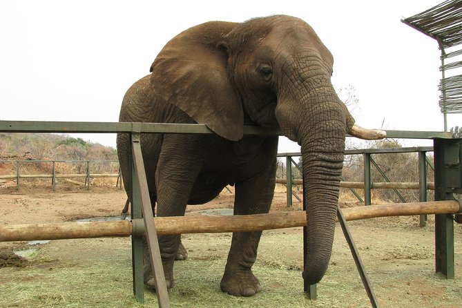 Elephant Sanctuary Tour From Johannesburg or Pretoria - Small Group Experience