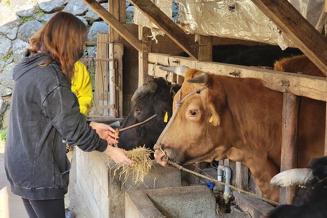 Enjoy a Walk, Lunch, and Tea Time at the 2000 Years Old Teno Farm Village. - Common questions