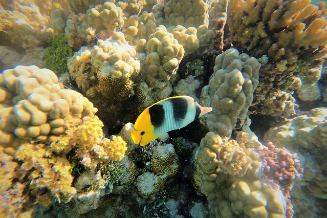 Enjoy Snorkeling With Our Multicolors Fishes in TAHAA FAMOUS CORAL GARDEN - Cancellation Policy and Booking Details
