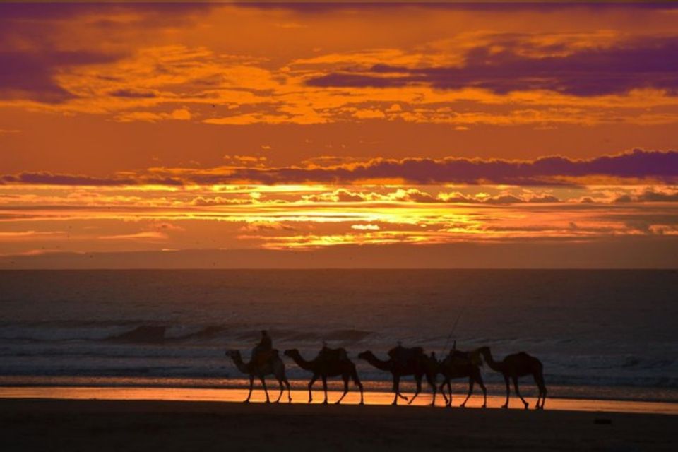 Essaouira : 1H Quad Bike Tour and 1H Camel Ride - Positive Customer Reviews