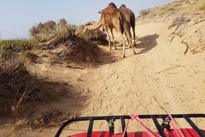 Essaouira: 2h/Quad1h/Camel Ride Minimum 2 People - Cancellation Policy