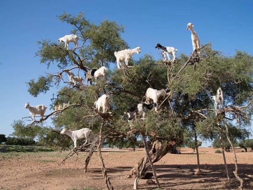 Essaouira Day Trip From Marrakech - Enjoy Essaouiras Coastal Charm