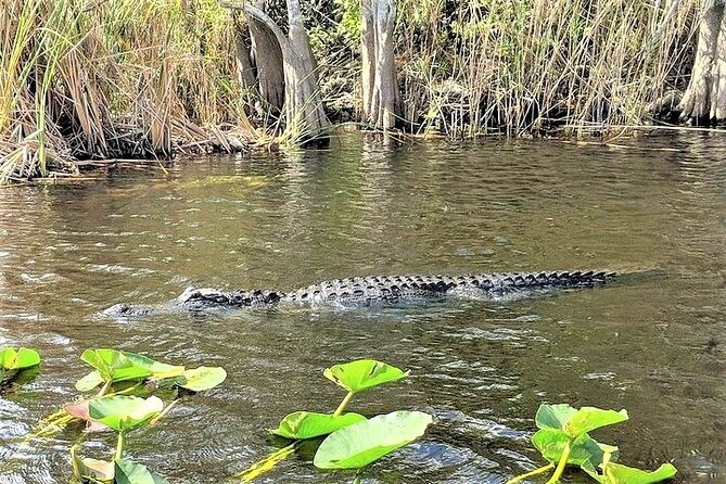 Everglades Airboat Tour in Fort Lauderdale - Wildlife Highlights