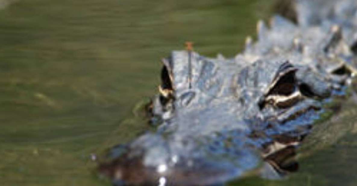 Everglades: Everglades Alligators and Orchids Kayak Eco Tour - Common questions