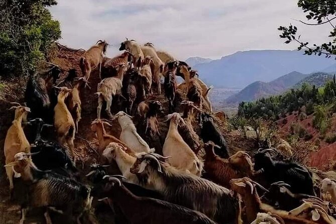 Exclusive 2-Day Private Journey: Marrakech to Berber Villages - Contact and Support Details