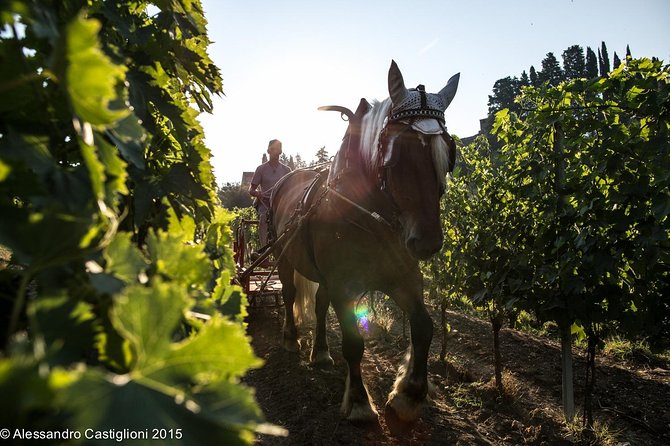 EXCLUSIVE - Wine Tasting Near Florence With Castle and Ancient Cellars Tour - Booking Information