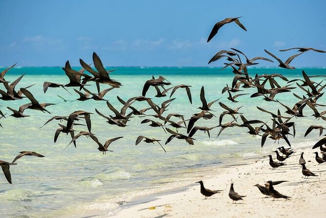 Excursion to Tetiaroa by Catamaran Visit Lunch Snorkeling - Last Words