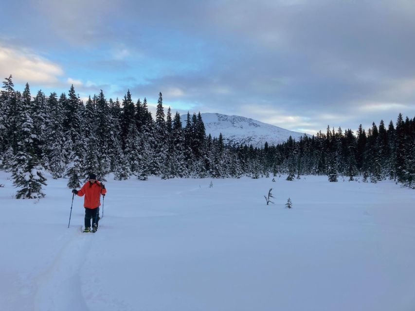 Exit Glacier Overlook Trail, Alaska, Alaska - Book Tickets & Tours