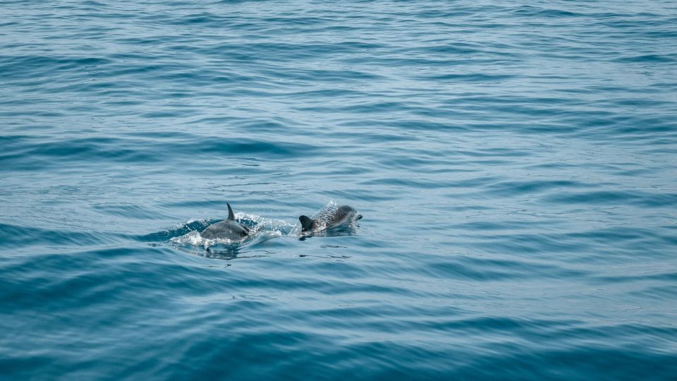 Expedition to the Ocean for Dolphin & Whale Watching - Marvel at Coastal Scenery