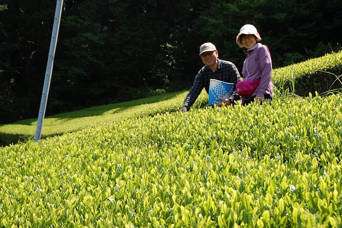 Experience Tea Picking With a Tea Farmer, and Tempura Lunch With Picked Tea Leaves - Additional Booking Information