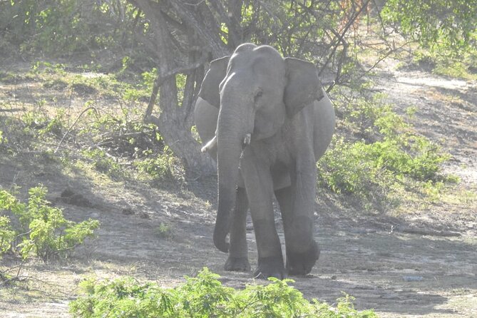 Explore Beauty Of Yala (Ruhuna) National Park From South Coast in One Day. - Cancellation Policy Guidelines