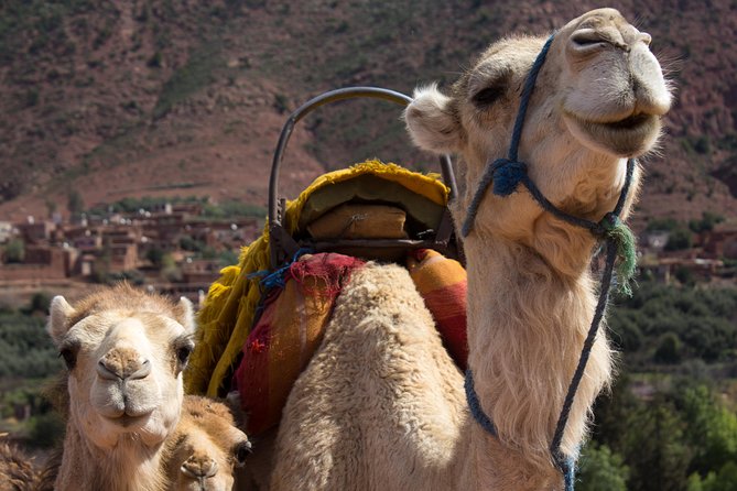 Explore the Atlas Mountains - Reviews and Ratings