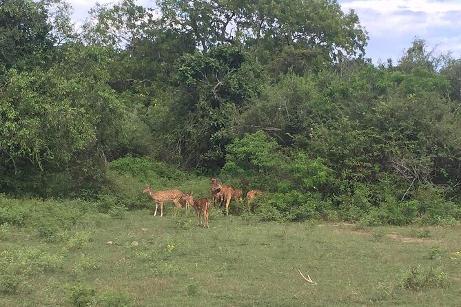 Explore The Beauty Of Udawalawe National Park From South Coast During 01 Day - Copyright and Tour Terms & Conditions