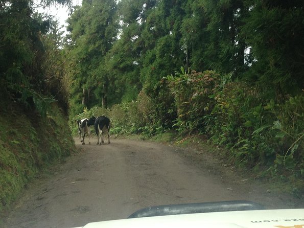 Explore With Our Guides the West Side & Sete Cidades on a Surprising 4x4tour - Pricing Information