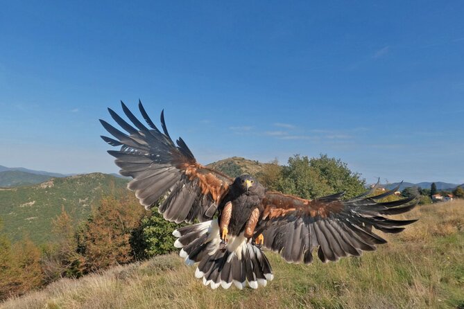 Falconry Experience in Tuscany - Age and Fitness Requirements