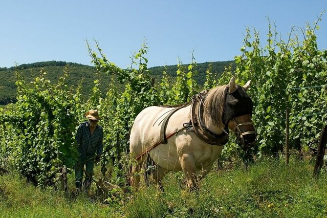 Fantastic, Full Day, Private Wine Tour to Alsace! - Traveler Resources and Reviews