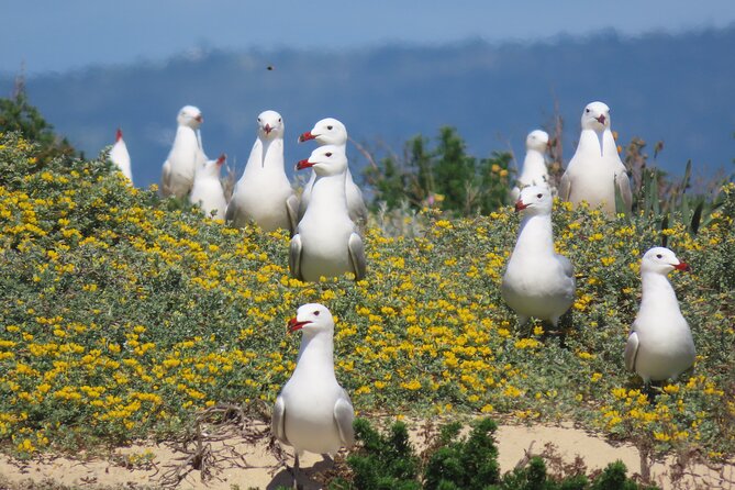 Faro to Ilha Deserta, Rio Formosa Natural Park Eco-Tour - Pricing and Booking