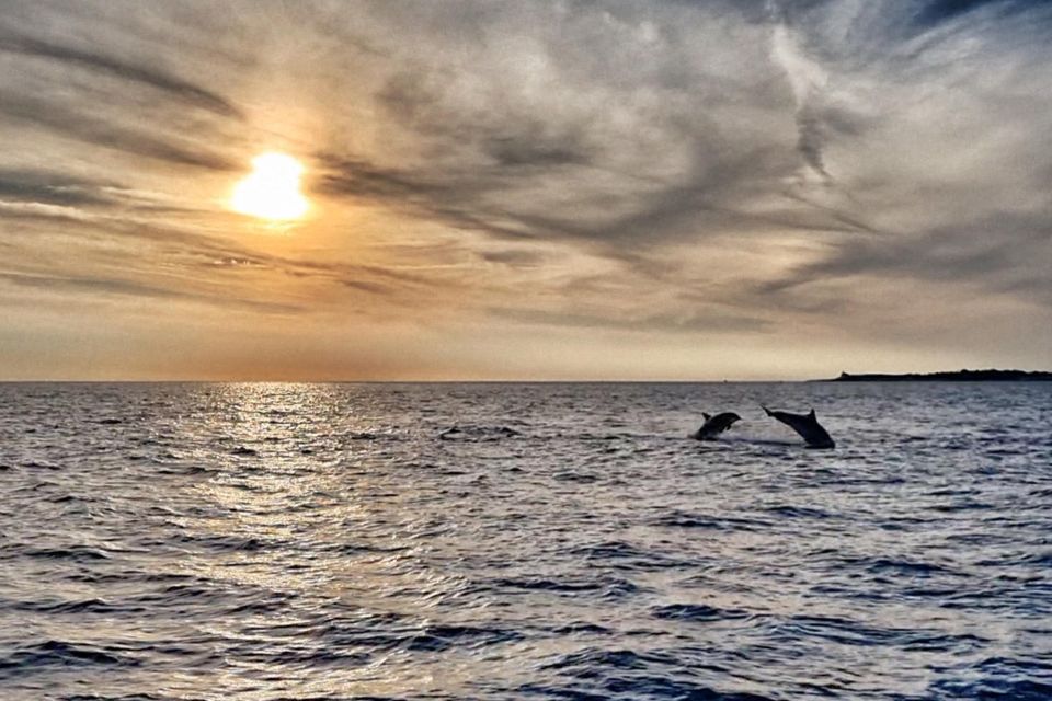 Fazana: Guided Dolphin Watching Sightseeing Cruise at Sunset - Review Summary