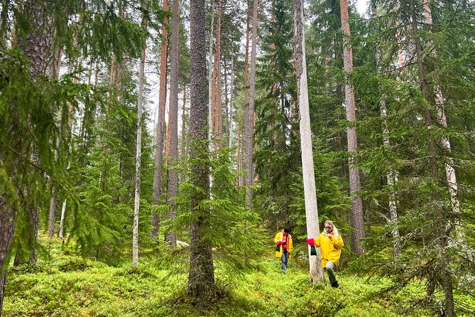 Finland Liesjarvi National Park Wild Berry Foraging Adventure (Mar ) - Expert Foraging Tips