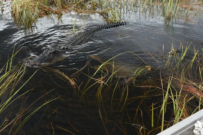Florida Everglades Private Night Airboat Ride Tour - Additional Information