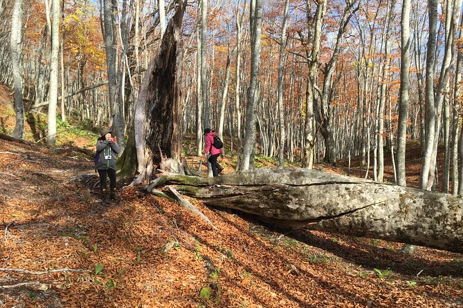 Forest Healing Around the Giant Beech and Katsura Trees - Common questions