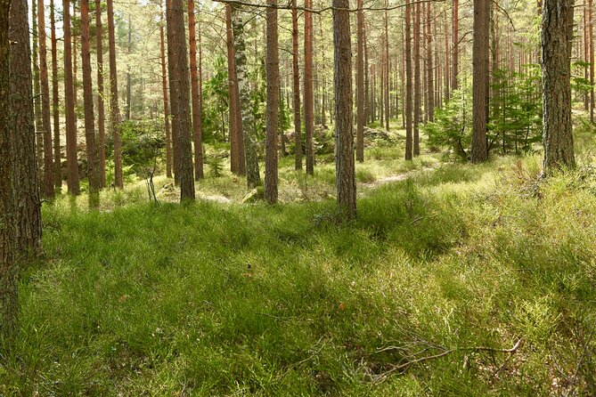 Forestbathing and Natural Spring Water - in Stockholm Nature - Sustainable Practices in Stockholm Nature