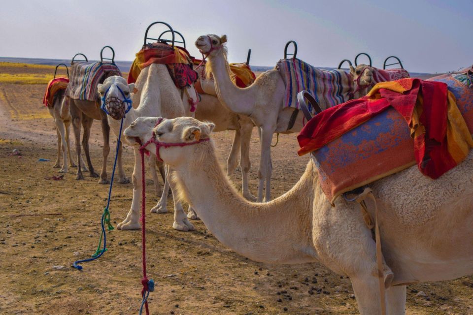 From Agadir: Camel Ride and Flamingo Trek - Booking Information