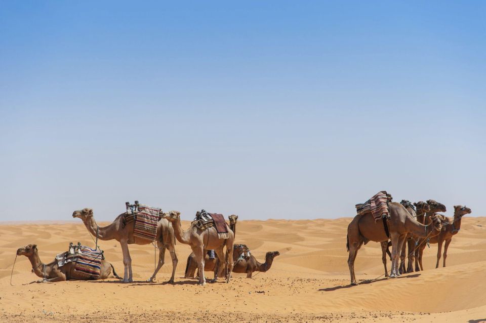 From Agadir: Camel Ride and Flamingo Trek - Activity Description