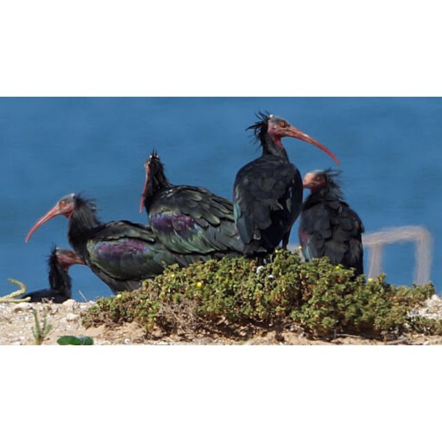 From Agadir: Souss-Massa Park Bird Watching Private Tour - Additional Information