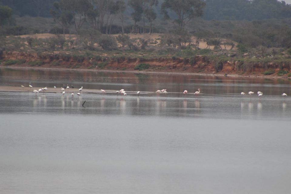 From Agadir/Taghazout: Camel Ride With Tea and Flamingos - Customer Reviews