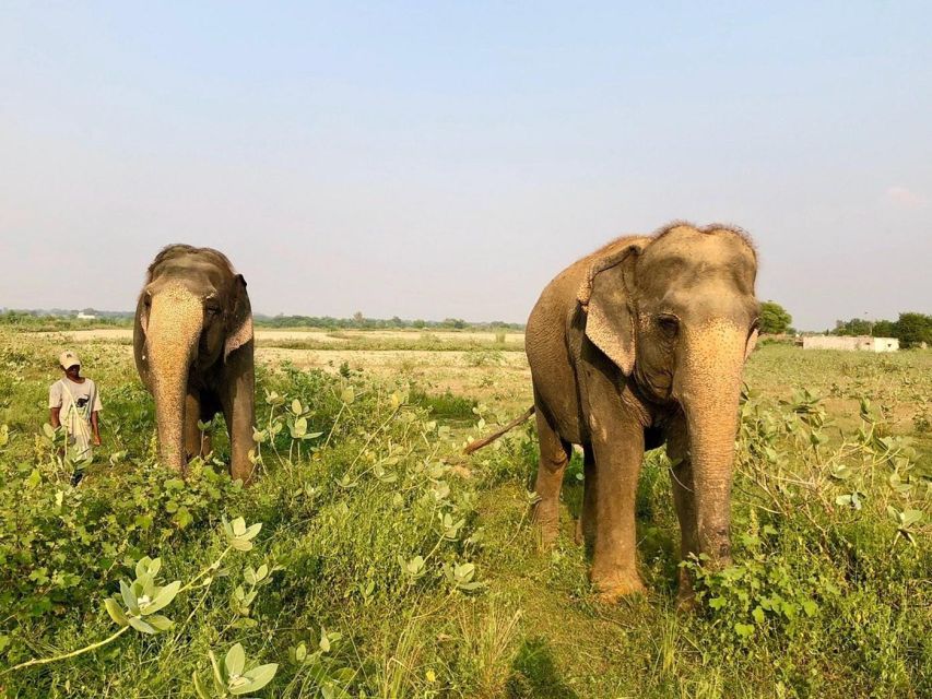 From Agra: Visit to Wildlife SOS Elephant Conservation Trip - Positive Reviews and Recommendations