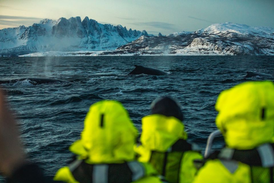 From Alta: Fjord & Whale Adventure