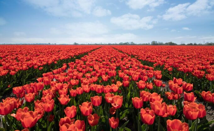 From Amsterdam: Tulip Fields of Holland Tour - Participant Information