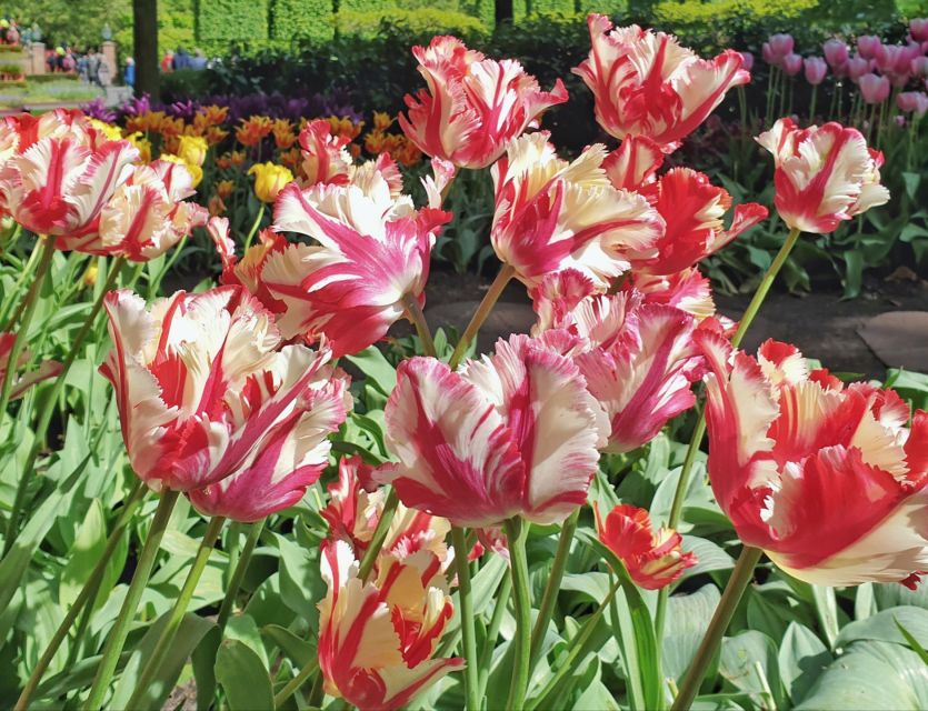 From Amsterdam: Tulip Tour Keukenhof & City Tour Delft - Booking Information