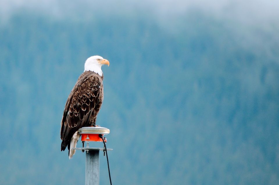 From Anchorage: Turnagain Arm and Wildlife Center Tour - Common questions