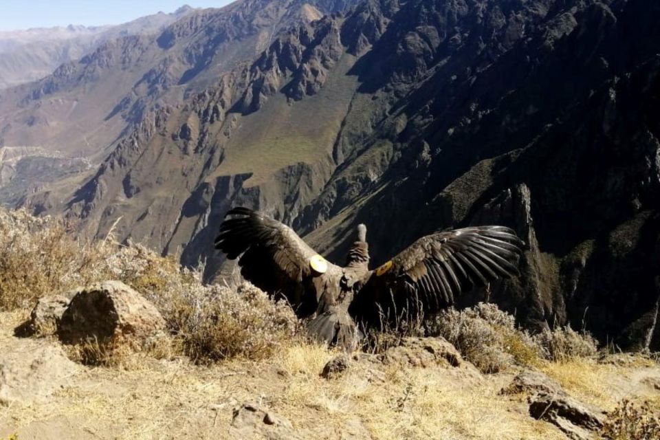 From Arequipa: Day Trip to the Colca Canyon - Exclusions From the Package