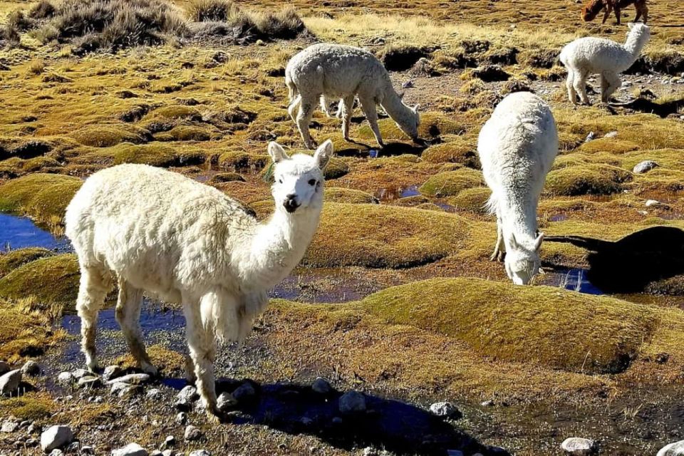 From Arequipa: Excursion to Salinas Lagoon - Tour Itinerary