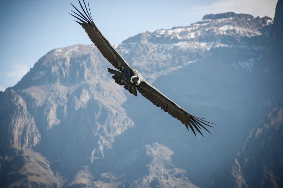 From Arequipa Excursion to the Colca Canyon Ending in Puno. - Inclusions