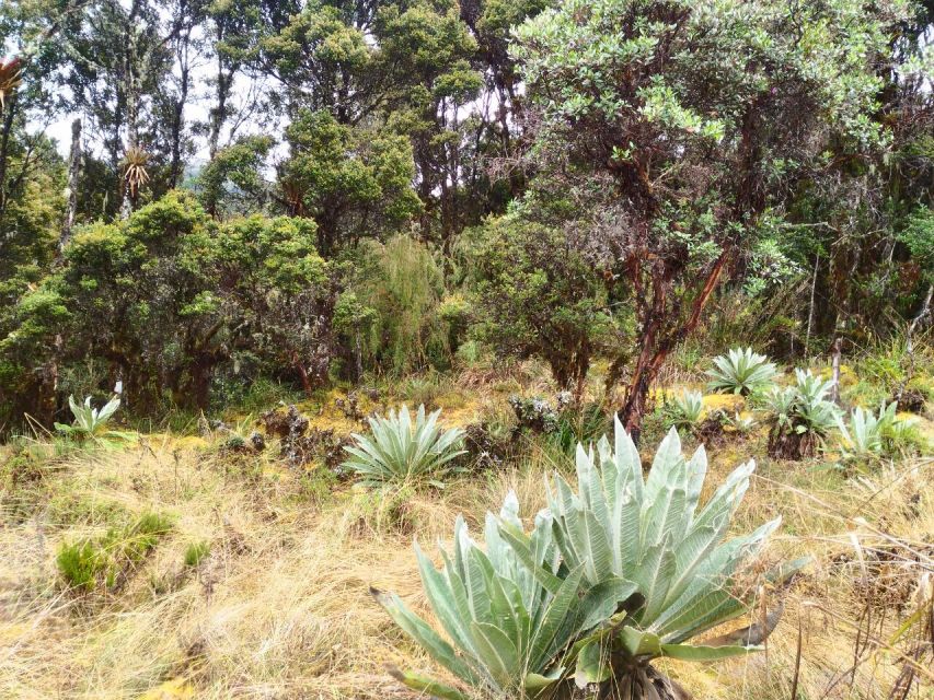 From Bogotá: Chingaza National Park Eco Tour - Additional Information
