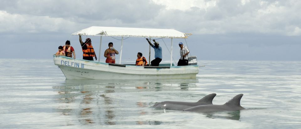 From Campeche: Isla Aguada Dolphin Encounter Tour - Common questions