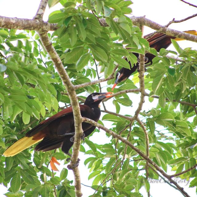 From Campeche: Mamantel River Tour - What to Bring